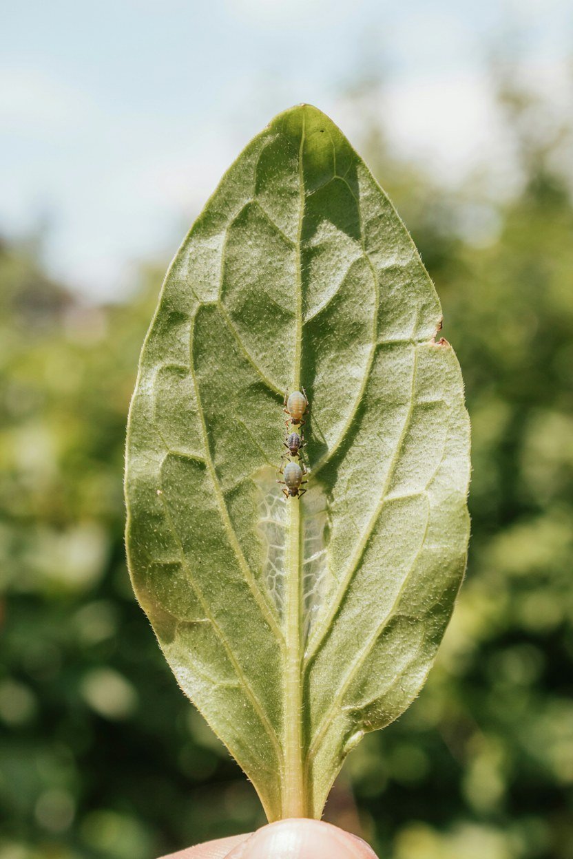 Underside of a leaf being checked for aphids