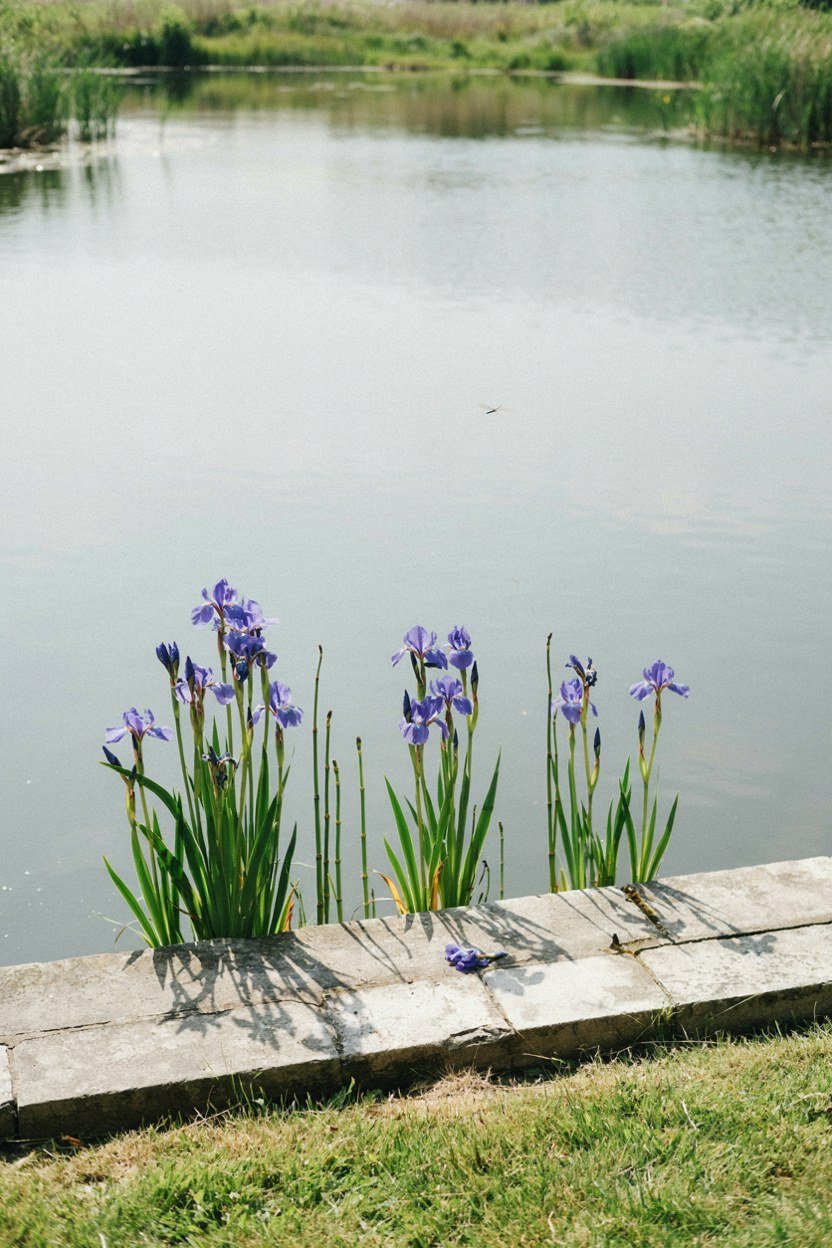 Architectural irises and horsetail planted sparsely at a pond edge