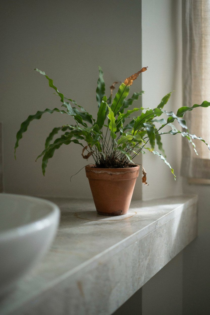 Single fern in an unglazed terracotta pot on a bathroom shelf
