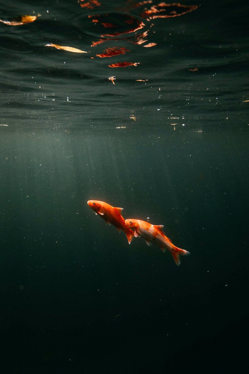Fish swimming below the surface of a deep contemporary pond