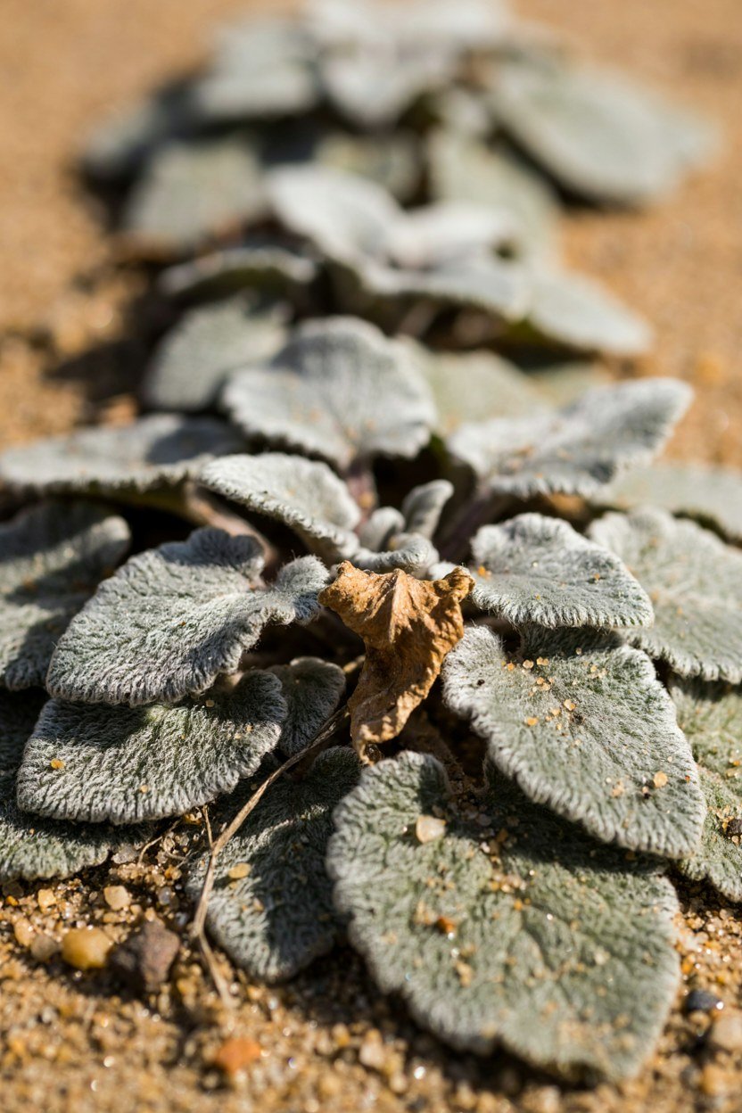 A small patch of silver felted stachys leaves set between stronger border colour